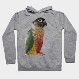 Green Cheek Conure Parrot Bird design | Green cheek | Love for birds Hoodie